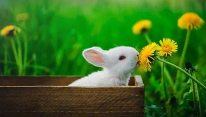 春药少妇的秘密:揭开健康与美丽的奥秘